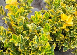 Attēlu rezultāti vaicājumam “Euonymus”