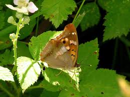 Attēlu rezultāti vaicājumam “Apatura ilia male”