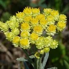 Attēlu rezultāti vaicājumam “Helichrysum arenarium flower”