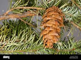 Attēlu rezultāti vaicājumam “Pseudotsuga menziesii flower”