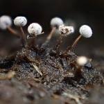 Attēlu rezultāti vaicājumam “Didymium bahiense”