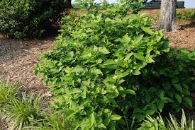 Attēlu rezultāti vaicājumam “Calycanthus floridus”