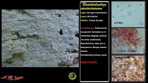 Attēlu rezultāti vaicājumam “Basidiodendron”