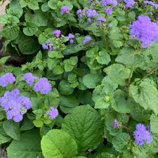 Image result for Ageratum houstonianum