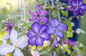 Attēlu rezultāti vaicājumam “Clematis flower”