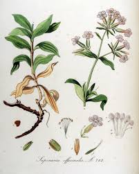 Attēlu rezultāti vaicājumam “Saponaria officinalis”
