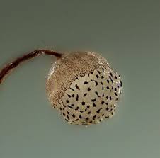 Attēlu rezultāti vaicājumam “Cribraria languescens”