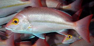 Image result for Lutjanus alexandrei