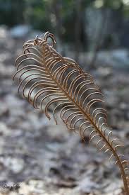 Attēlu rezultāti vaicājumam “Comatricha elegans stalked”