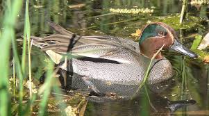 Attēlu rezultāti vaicājumam “Anas crecca”