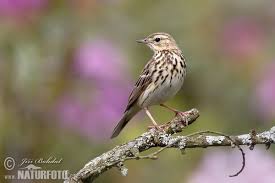 Attēlu rezultāti vaicājumam “Anthus trivialis”
