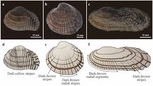 Attēlu rezultāti vaicājumam “Harmandia”