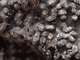 Attēlu rezultāti vaicājumam “Diderma effusum macro”