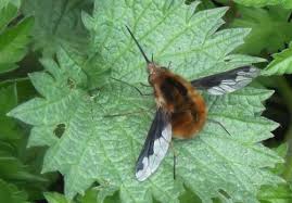 Attēlu rezultāti vaicājumam “Bombyliidae”