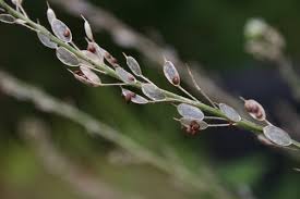 Attēlu rezultāti vaicājumam “Berteroa incana leaf”