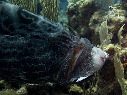 Image result for Mycteroperca interstitialis