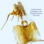 Attēlu rezultāti vaicājumam “Epinotia sordidana”