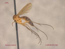 Attēlu rezultāti vaicājumam “Phronia sp.”