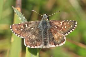 Attēlu rezultāti vaicājumam “Pyrgus alveus upperside”