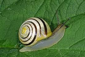 Attēlu rezultāti vaicājumam “Cepaea hortensis”