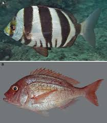 Image result for Polysteganus undulosus