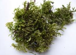 Attēlu rezultāti vaicājumam “Eurhynchium striatum”