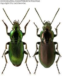 Attēlu rezultāti vaicājumam “Poecilus versicolor”