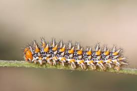 Attēlu rezultāti vaicājumam “Melitaea didyma”