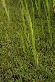 Image result for Acorus calamus