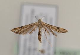 Attēlu rezultāti vaicājumam “Platyptilia sp.”