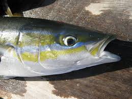 Image result for Elagatis bipinnulata