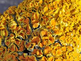 Attēlu rezultāti vaicājumam “Xanthoria polycarpa”