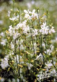 Attēlu rezultāti vaicājumam “Anthericum ramosum”