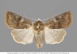 Attēlu rezultāti vaicājumam “Cerastis leucographa”