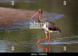 Attēlu rezultāti vaicājumam “Ciconia nigra adult”