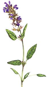 Image result for Salvia officinalis