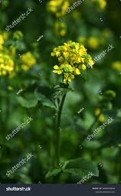 Attēlu rezultāti vaicājumam “Sinapis arvensis flower”