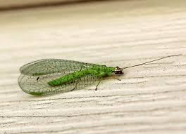 Attēlu rezultāti vaicājumam “Chrysopa”