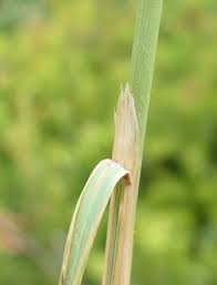 Attēlu rezultāti vaicājumam “Calamagrostis canescens leaf”