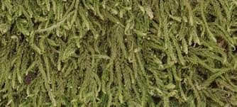 Attēlu rezultāti vaicājumam “Hypnum cupressiforme var. subjulacum”