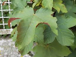 Attēlu rezultāti vaicājumam “Acer pseudoplatanus fo. purpurascens flower”