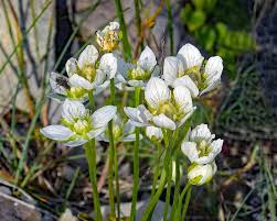 Attēlu rezultāti vaicājumam “Parnassia palustris”