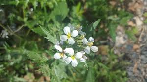 Attēlu rezultāti vaicājumam “Cakile maritima subsp. baltica flower”