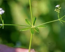 Attēlu rezultāti vaicājumam “Galium rivale”