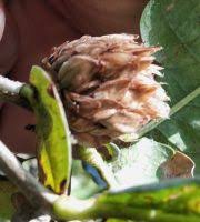 Attēlu rezultāti vaicājumam “Andricus foecundatrix”