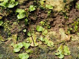 Attēlu rezultāti vaicājumam “Cephalozia bicuspidata sporophyte”