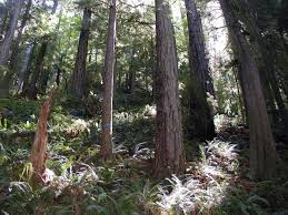 Attēlu rezultāti vaicājumam “Calliergon trifarium”