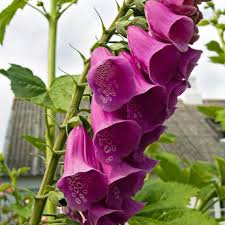 Image result for Digitalis purpurea