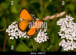 Attēlu rezultāti vaicājumam “Lycaena virgaureae male”