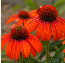 Image result for Echinacea Lustre hybrids